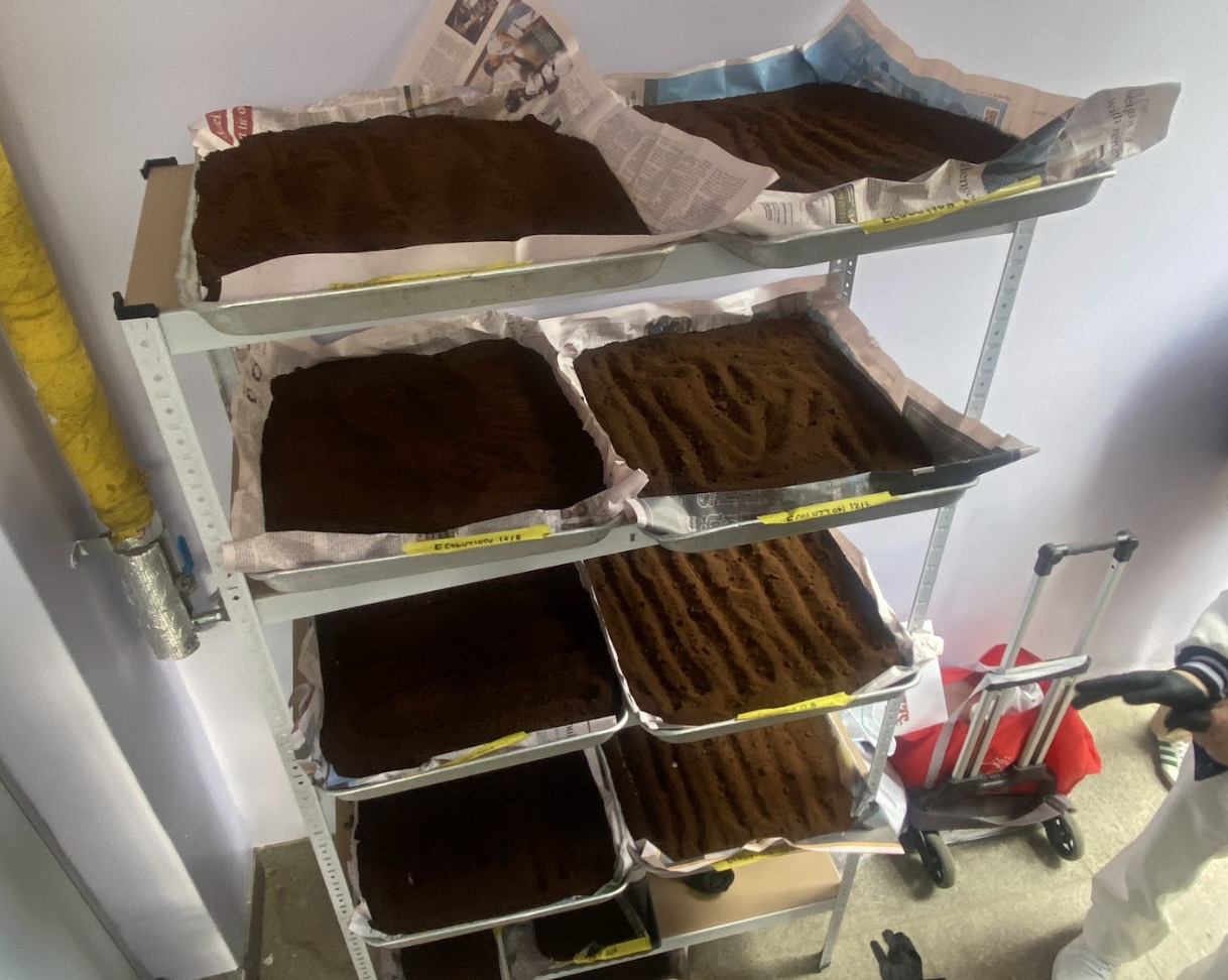 Used coffee grounds drying on trays